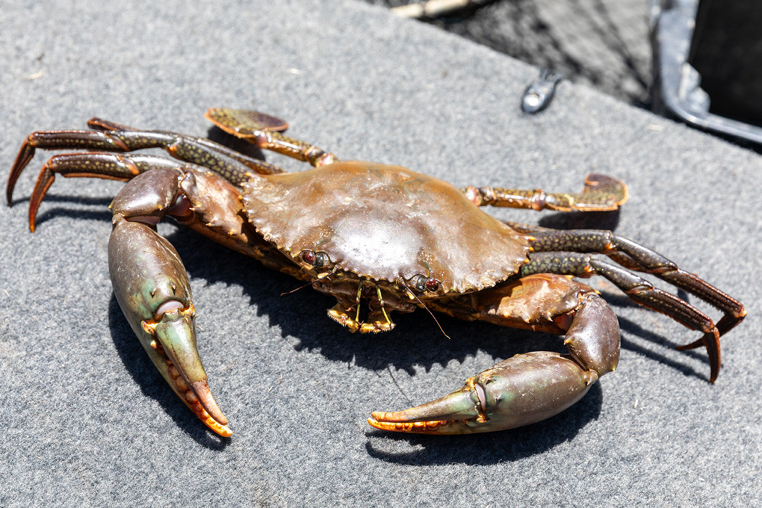 Crab Towel Hook -  Australia